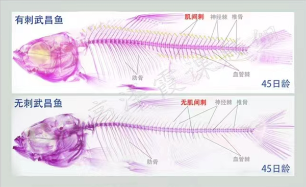 水产养殖“潜力股”：“无刺鱼”或成为现实