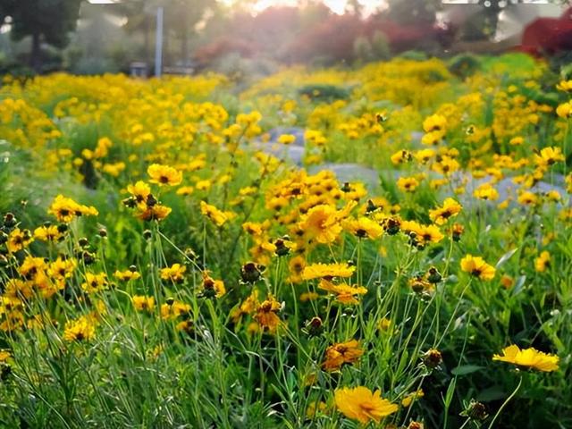 好看又容易养殖的4种公园花卉植物