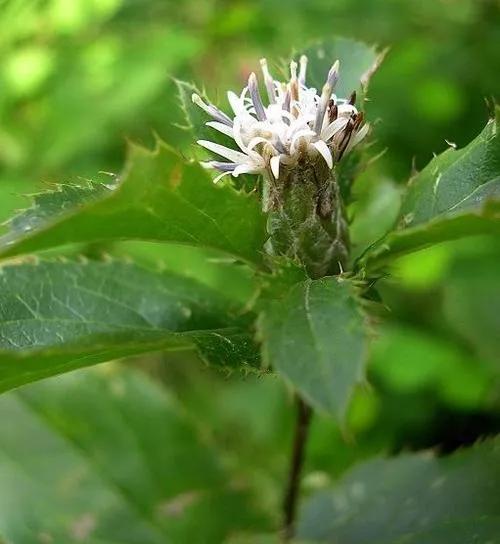 跟苍耳植物是“近亲”关系，叶片带刺却有人收购，一斤卖十五元