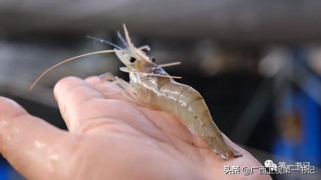 荷美覃塘：千年莲藕池中，“淡水虾王”将试水