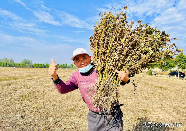 大豆在哪种土地上、挑选什么品种、什么时候播种更容易高产？