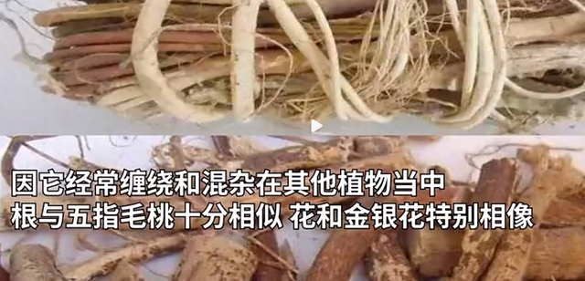 注意！断肠草长得很像煲汤料五指毛桃