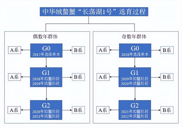 “长荡湖1号”：适于“小精高”养殖模式的河蟹新品系