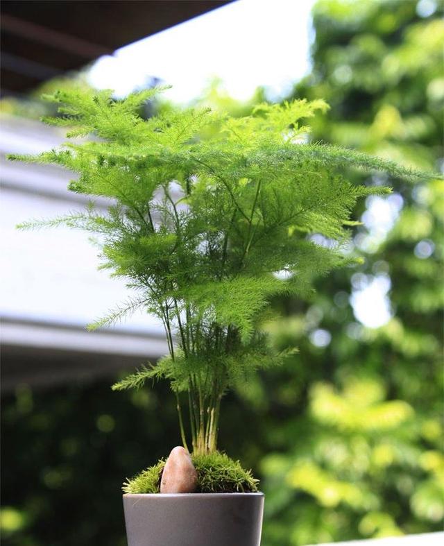 室内养6种“耐阴花”，叶绿花美好养，还能净化空气，每年都茂盛