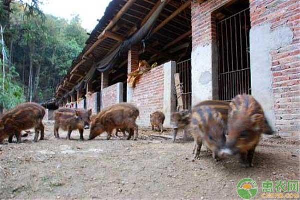 目前野猪的市场价格如何？野猪的养殖前景和养殖风险分析