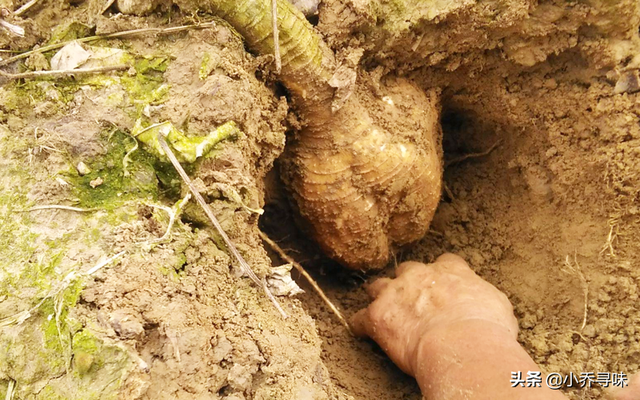 这种植物山里随处可见，如今卖80元1斤，掌握种植规范，产量高