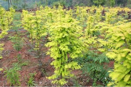 农村闲置土地的福音——种植金叶水杉让你迅速致富