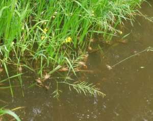 花龙虾的养殖水温(龙虾养殖池塘的水位该如何控制才合适)