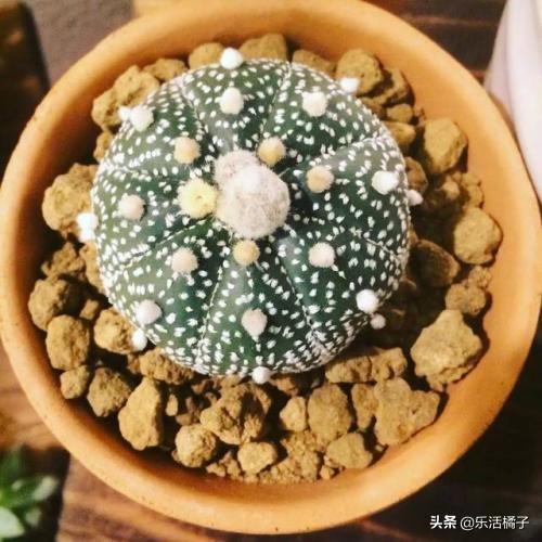 多肉植物：星兜，无刺仙人球，避免干瘪瘫掉养到开花不断这样做