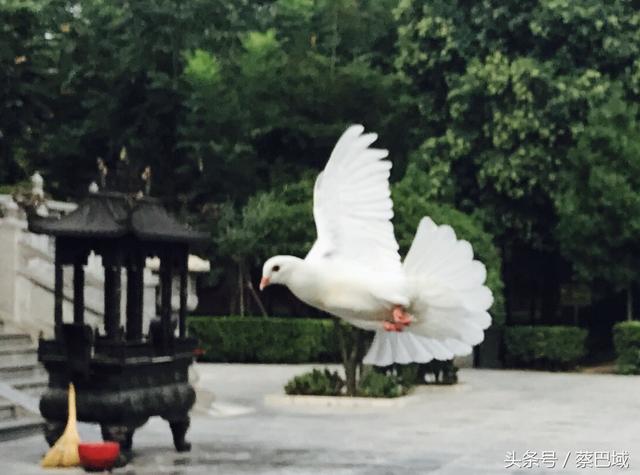 洛阳白马寺的鸽子！