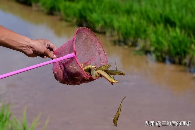 水泥池泥鳅养殖之道，做好水质管理，助力丰收和品质提升！