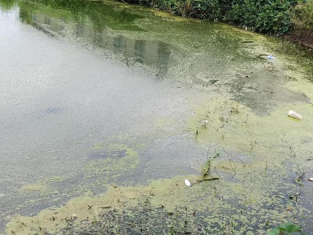 养殖池塘油膜水的成因和处置办法