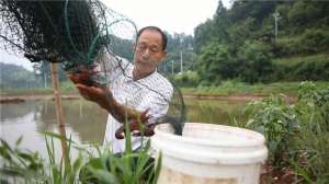 怀化小龙虾养殖基地(湖南省怀化市鹤城区江垅湾村：荷虾鱼立体种养殖 好风景变成好产业)