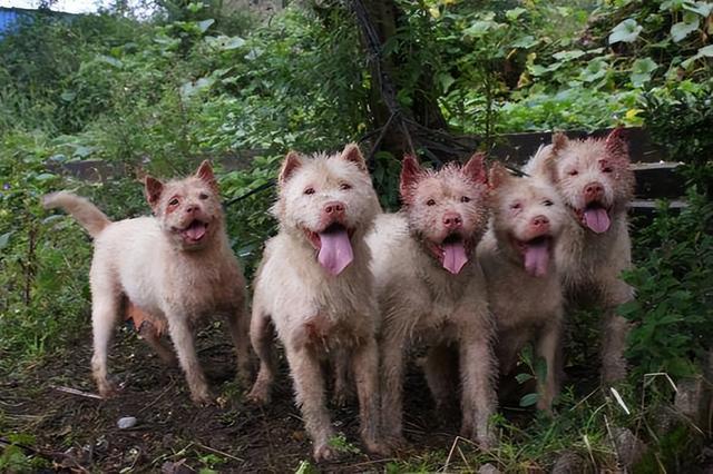 “世界名犬”——下司犬，曾是中国的骄傲，为何落寞了？