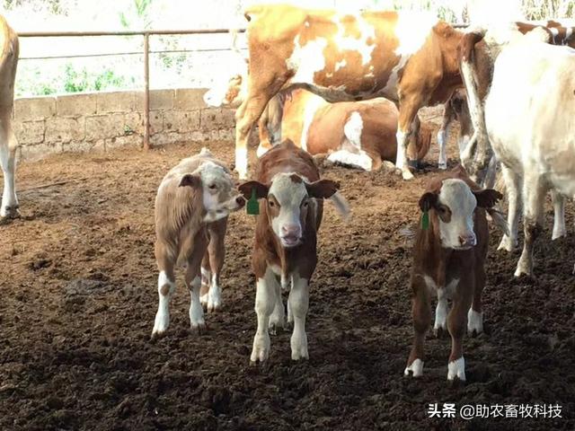 南方薄垫料发酵床养牛能够轻易解决环保问题比你想象中更好