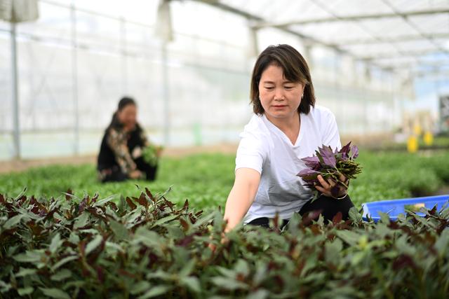 （经济）贵州黄平：野菜驯化种植催生农业新业态