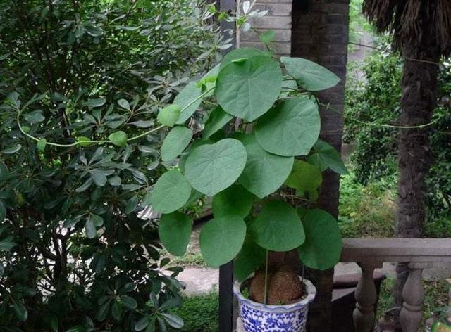 常见的绿植见腻了，养一盆山乌龟，听都没听过样子更特别