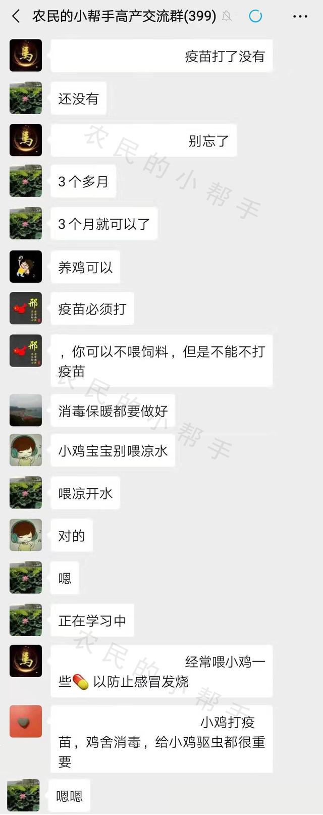 小麦种完没事做，养1000只小鸡，3个月后卖掉，净利润有多少？