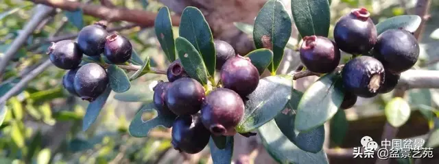 赤楠盆景的生物特性与栽培管理技术要点