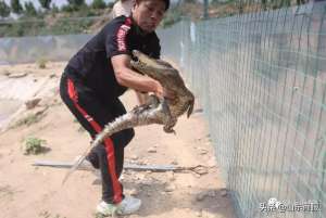 菏泽鳄鱼养殖基地(厉害山东一90后小伙养千条鳄鱼年入几十万在老家盖起800平别墅)