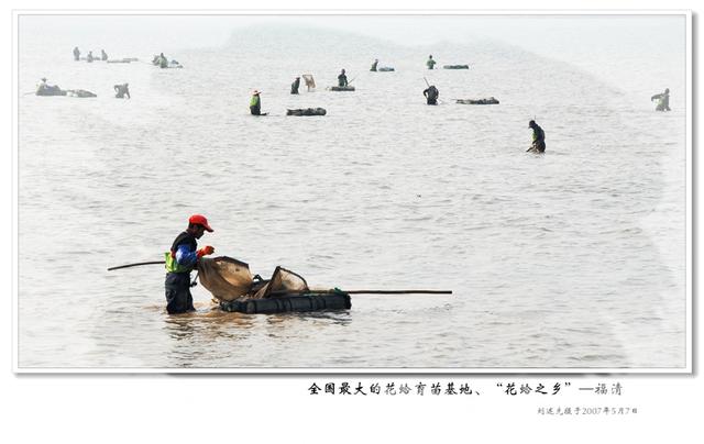 奇特的闽都海文化景观—“花蛤之乡” 饱览“花仙子”舞姿