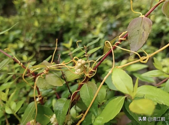 “缠缠绵绵”的菟丝子，让人憎恨的寄生植物，善利用其实是个宝