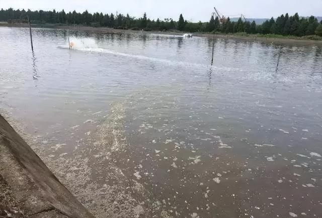 养殖池塘油膜水的成因和处置办法