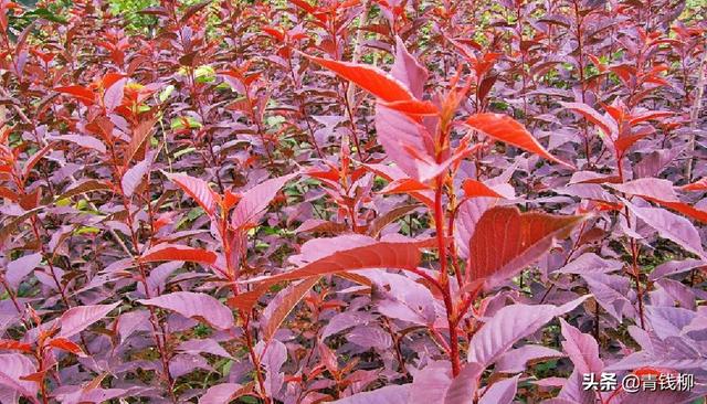 红叶山樱花苗木繁殖技术规程