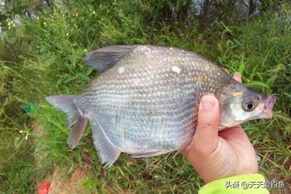 小鸡饲料的N种用法，完全不输商品饵，适合秋季使用，通杀鲫鲤青