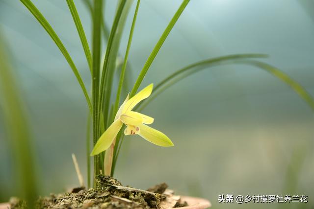 新手种植春兰，春天分盆几个关键细节，学会了养好兰花更容易