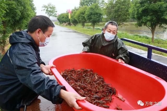 不误农时！石镇小龙虾开捕