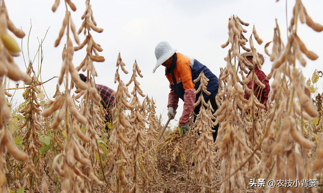 大豆在哪种土地上、挑选什么品种、什么时候播种更容易高产？