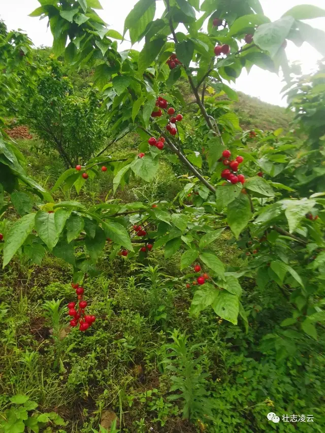 樱桃在凌云玉洪试种成功，为桂西地区首次