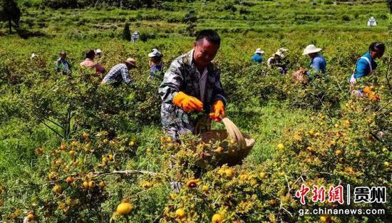 贵州六盘水：刺梨种植优品种增效益 科技赋能刺梨企业精深加工