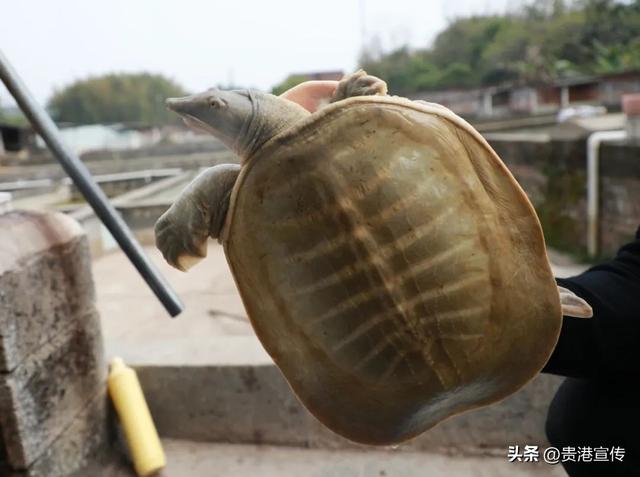 年育苗20多万只，这个村里藏着“金龟”