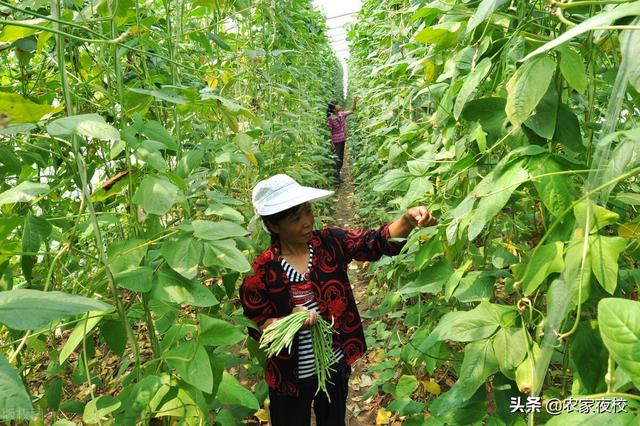 豆角种植温度要控制好，用上这几招 豆角出苗全、苗壮还结得多