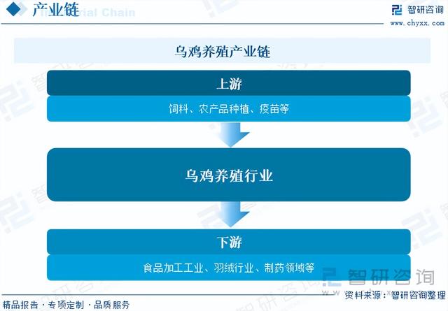 智研咨询重磅发布！2023年乌鸡养殖行业市场分析报告