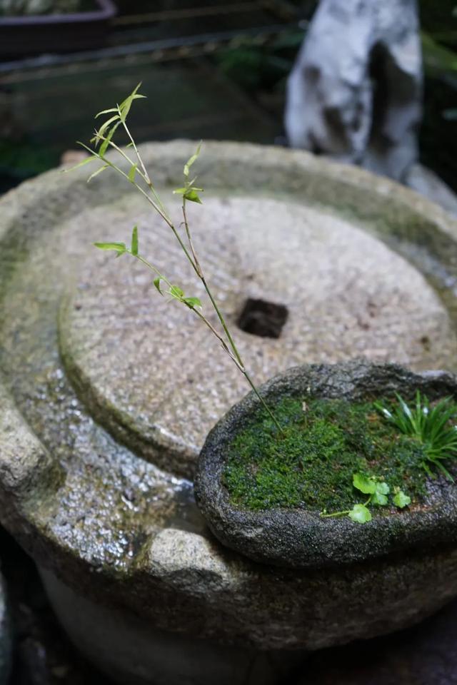 古法植蒲记