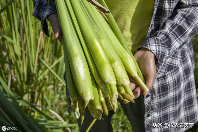 茭白种植过程中，农民朋友避免错误，掌握技巧，才能提品增产