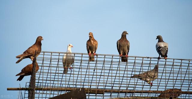 肉鸽饲养管理技术