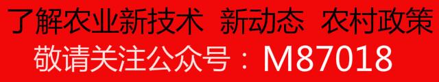 农民朋友，鸳鸯养殖能否赚大钱，还需睁大眼睛？