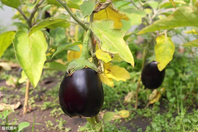 茄子能实现两年生吗？菜农冬前采取一措施，可让一茬茄株挂果两年