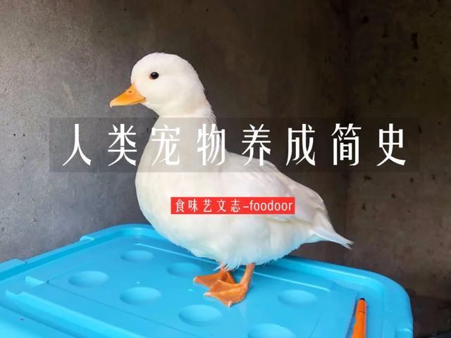 宠物为什么不能吃？