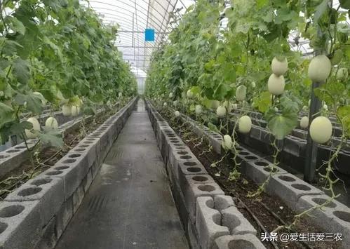 大棚能种植灵芝、野菜吗？有什么农作物比较适合大棚种植？