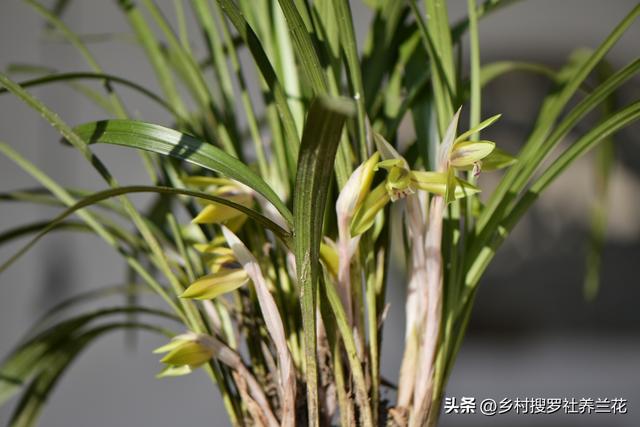 新手种植春兰，春天分盆几个关键细节，学会了养好兰花更容易