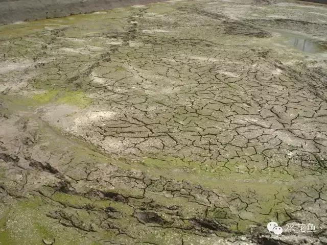 水花育苗系统流程及饲养实用方法