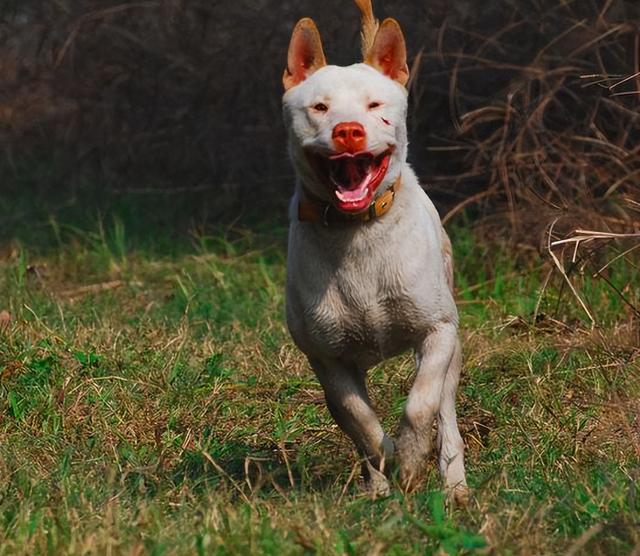 “世界名犬”——下司犬，曾是中国的骄傲，为何落寞了？