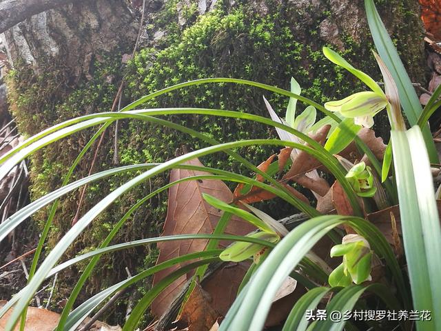 新手种植春兰，春天分盆几个关键细节，学会了养好兰花更容易