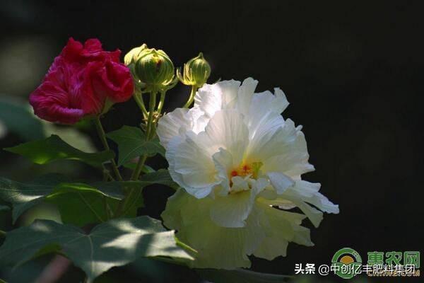 芙蓉花几月开花？如何进行养护？