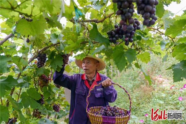 河北迁西：特色种植助农增收